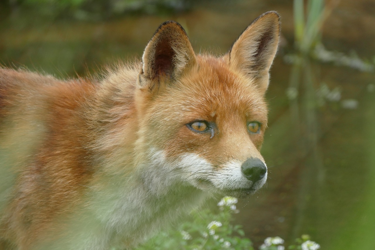 nature fox close up free photo