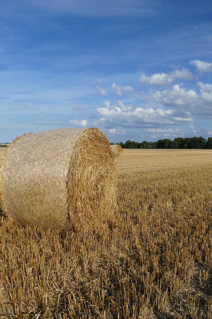 nature hay bales arable free photo