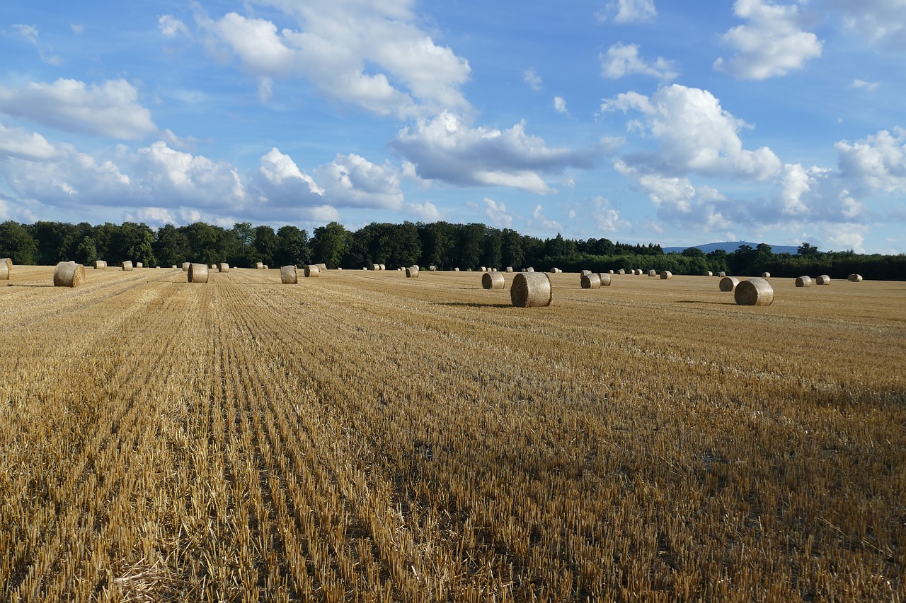 nature hay bales arable free photo