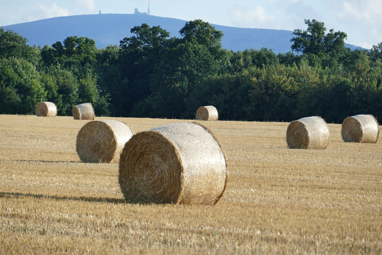 nature hay bales arable free photo