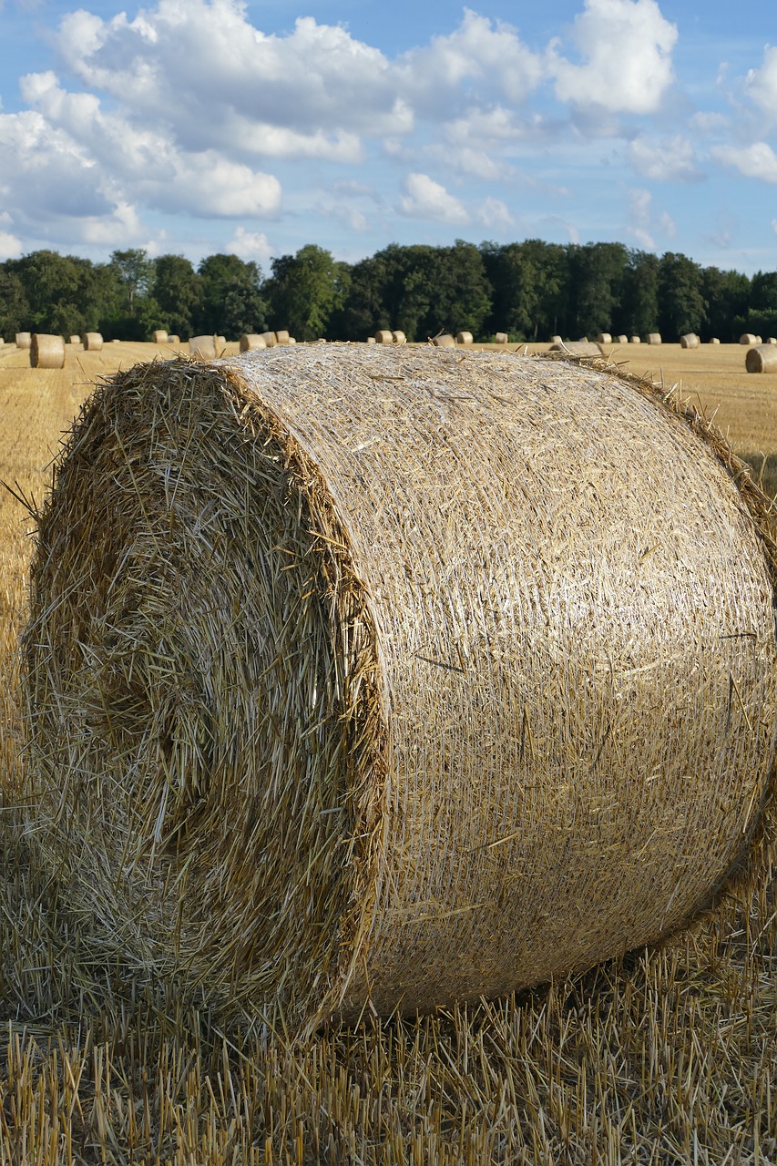 nature hay bales arable free photo