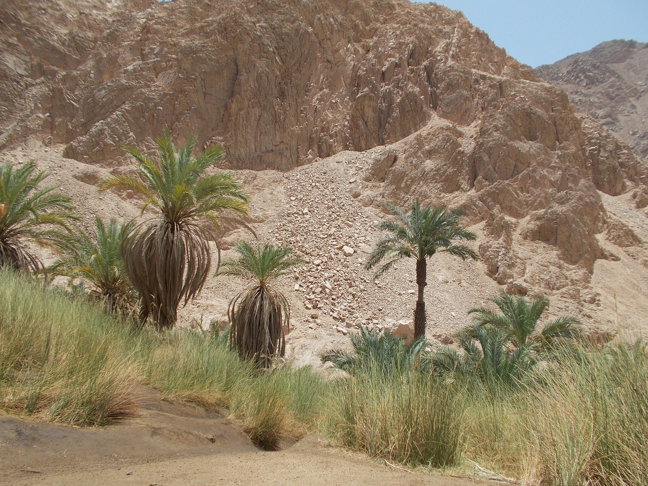 nature oasis kini egypt free photo