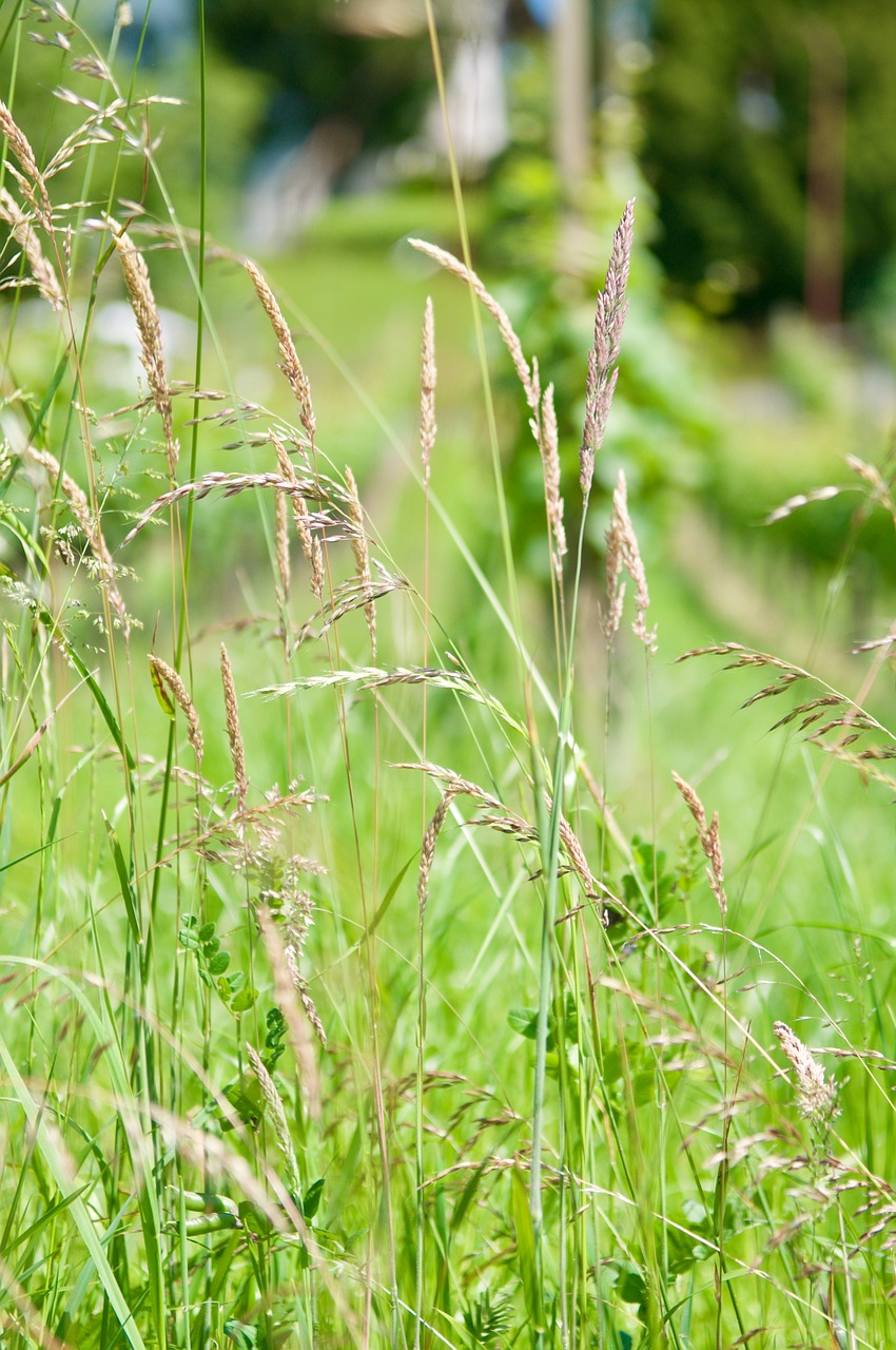 nature meadow grass free photo