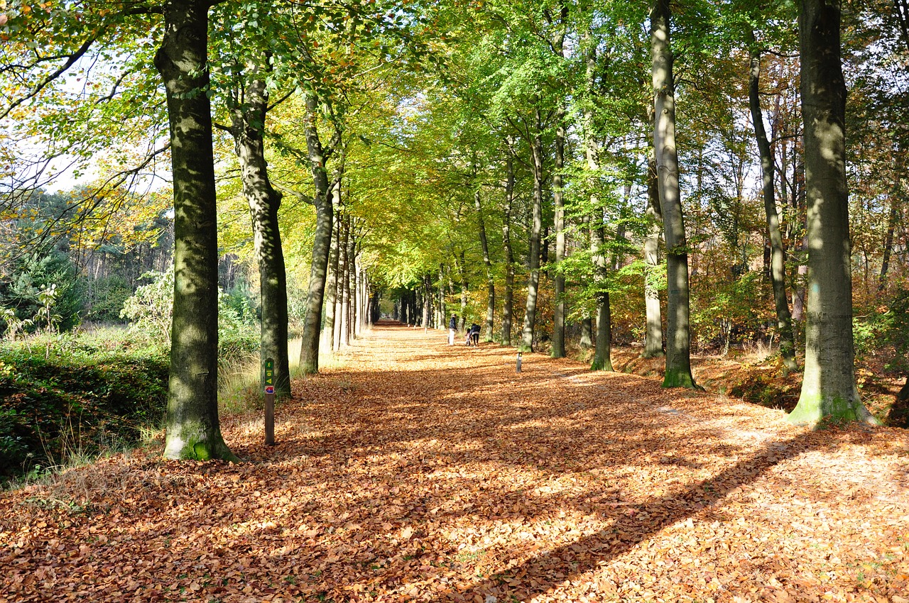 nature autumn forest free photo