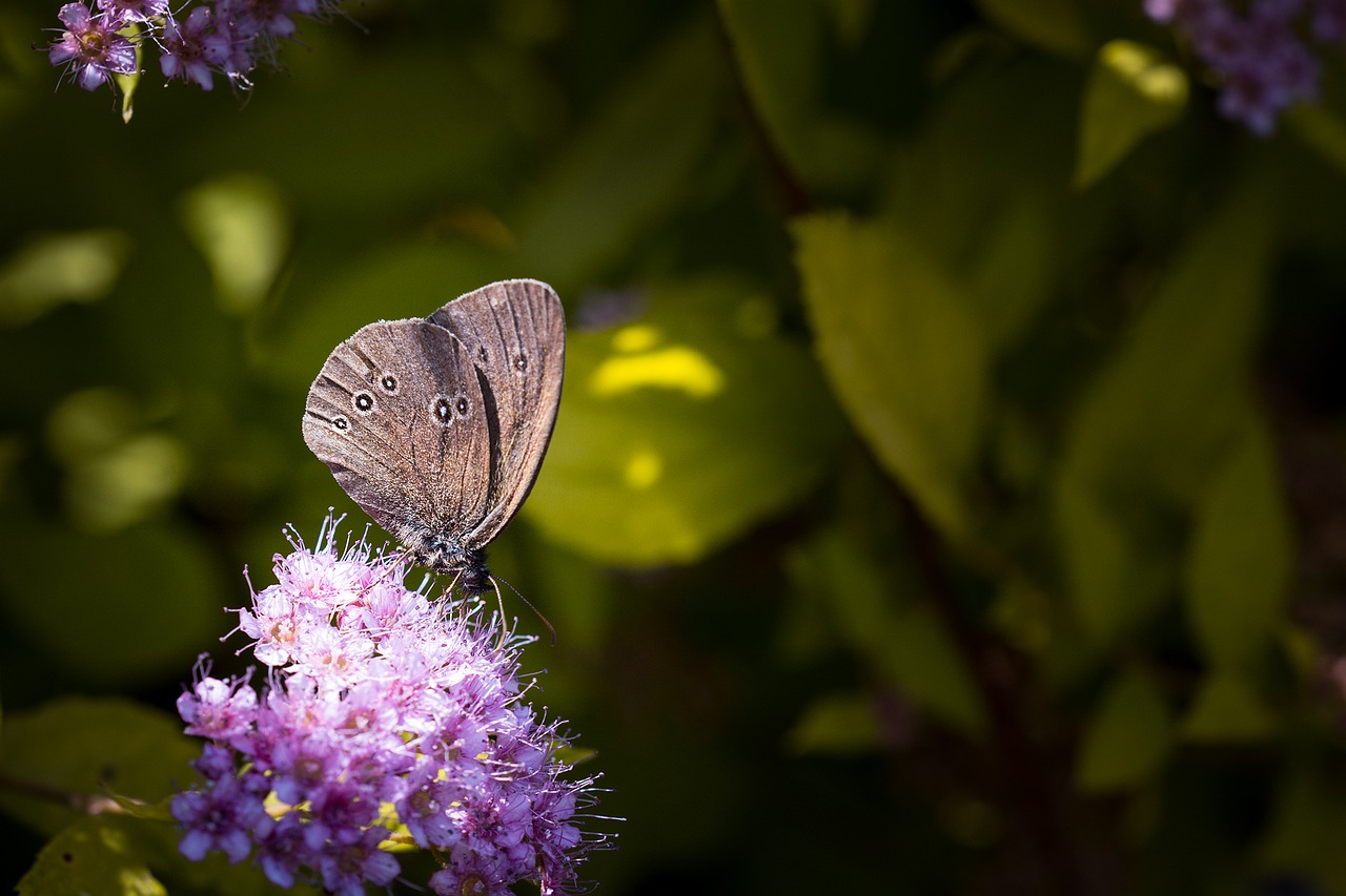nature butterfly chimney sweep free photo