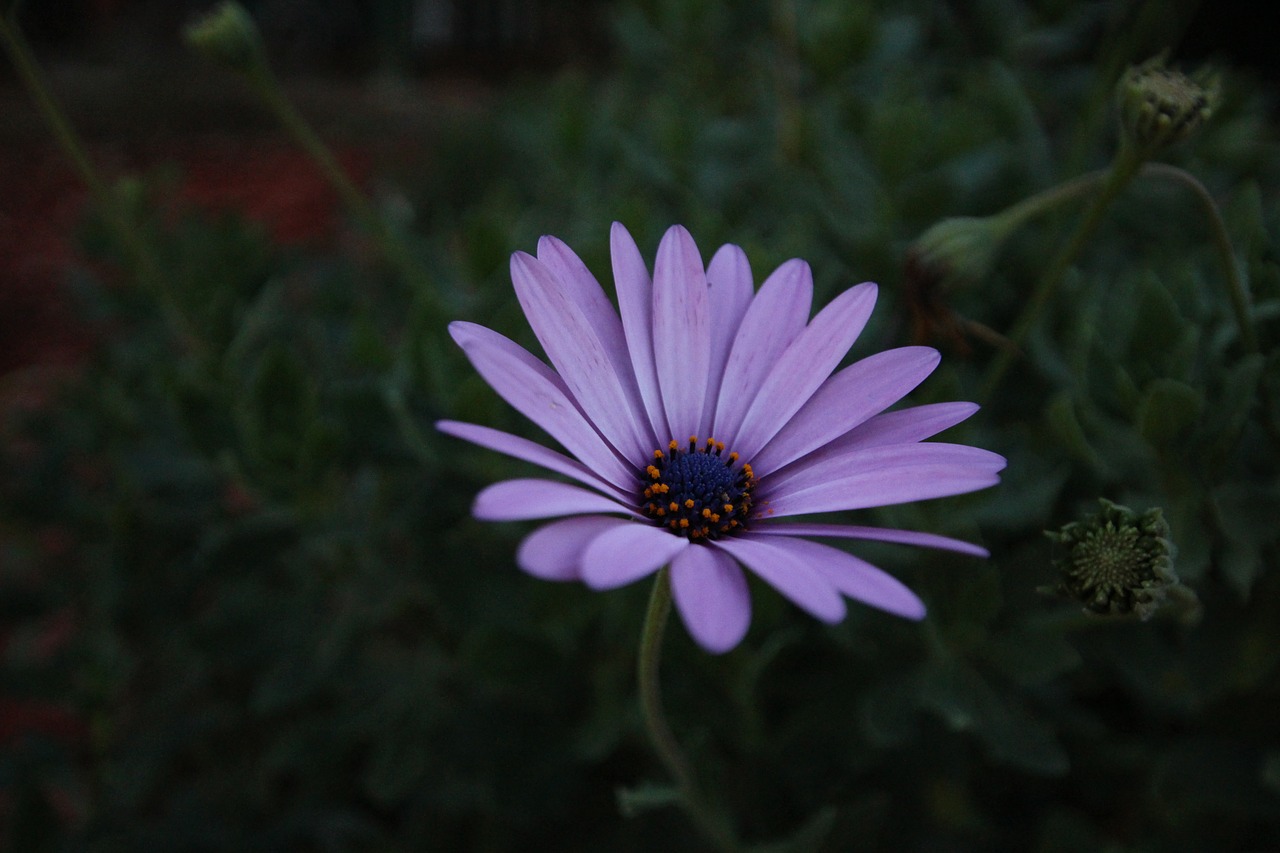 african daisy flower nature free photo