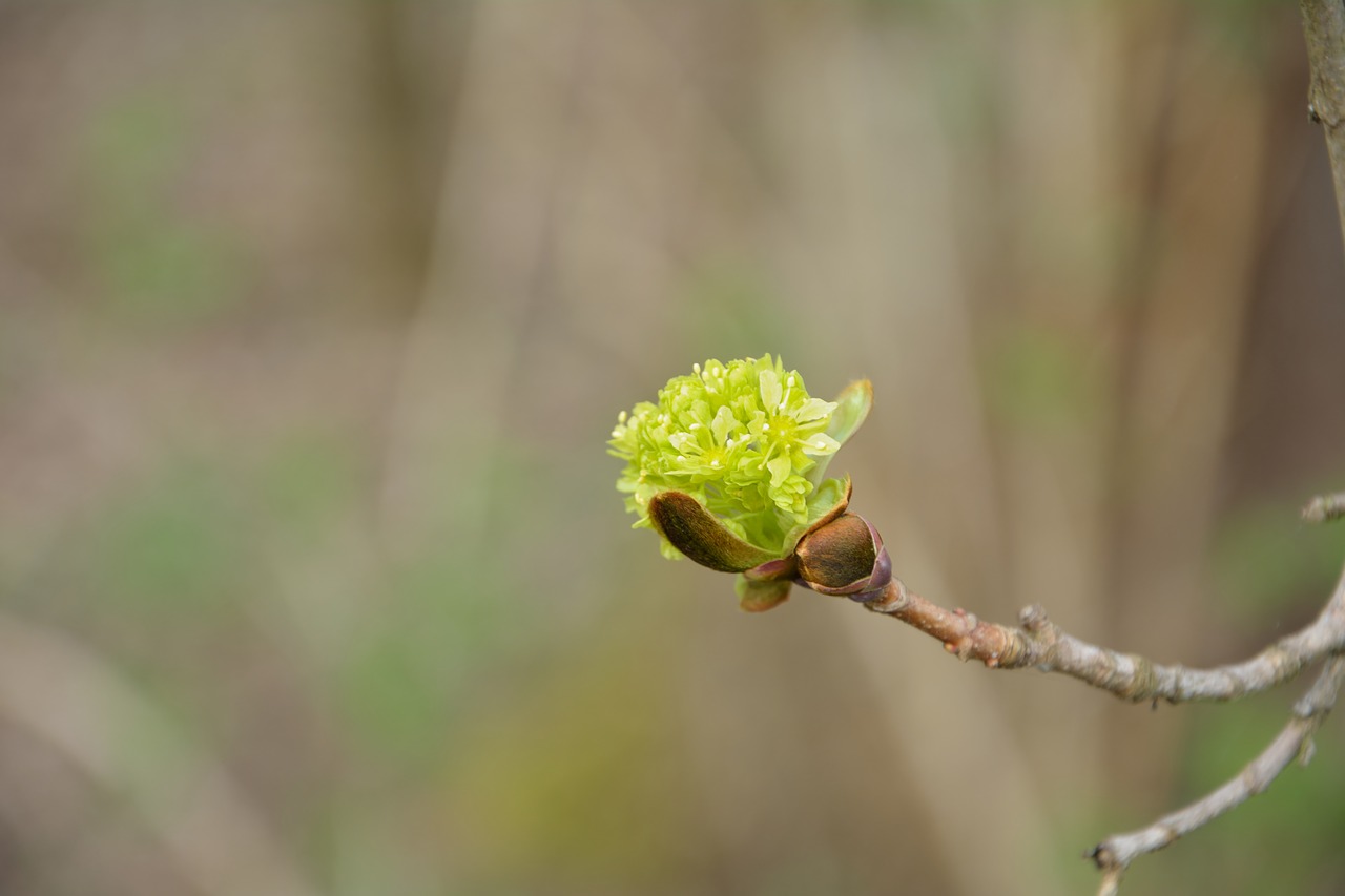 green single bloom close free photo