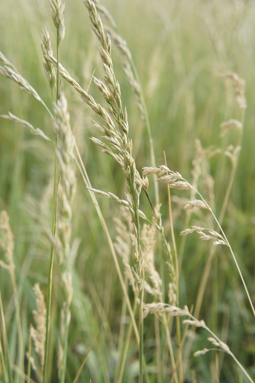 nature cereals field free photo