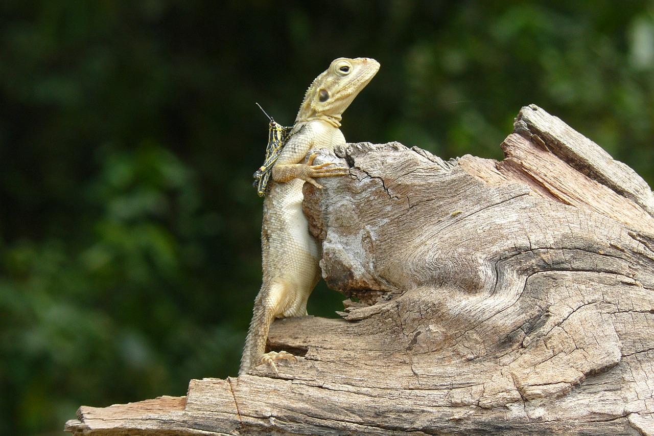 nature lizard grasshopper free photo