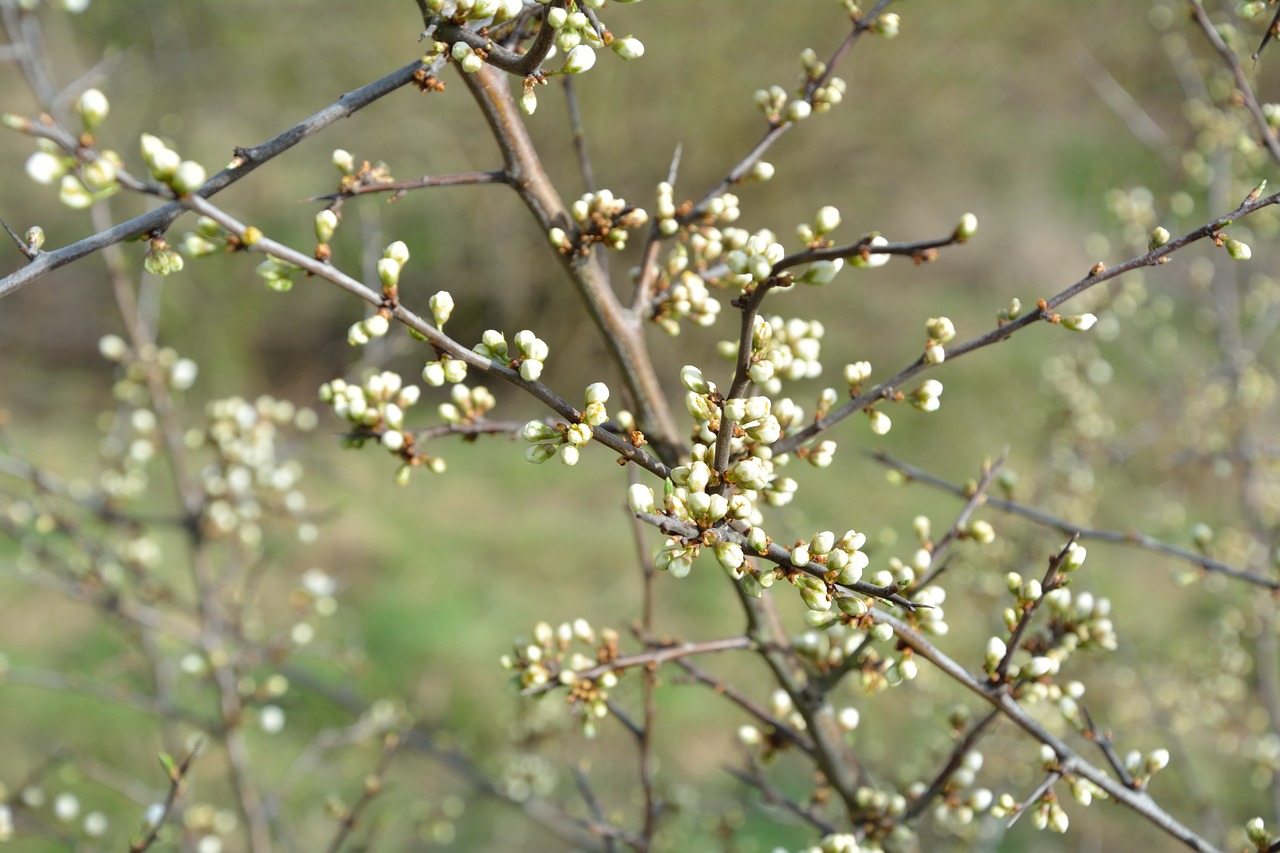 nature green plant free photo