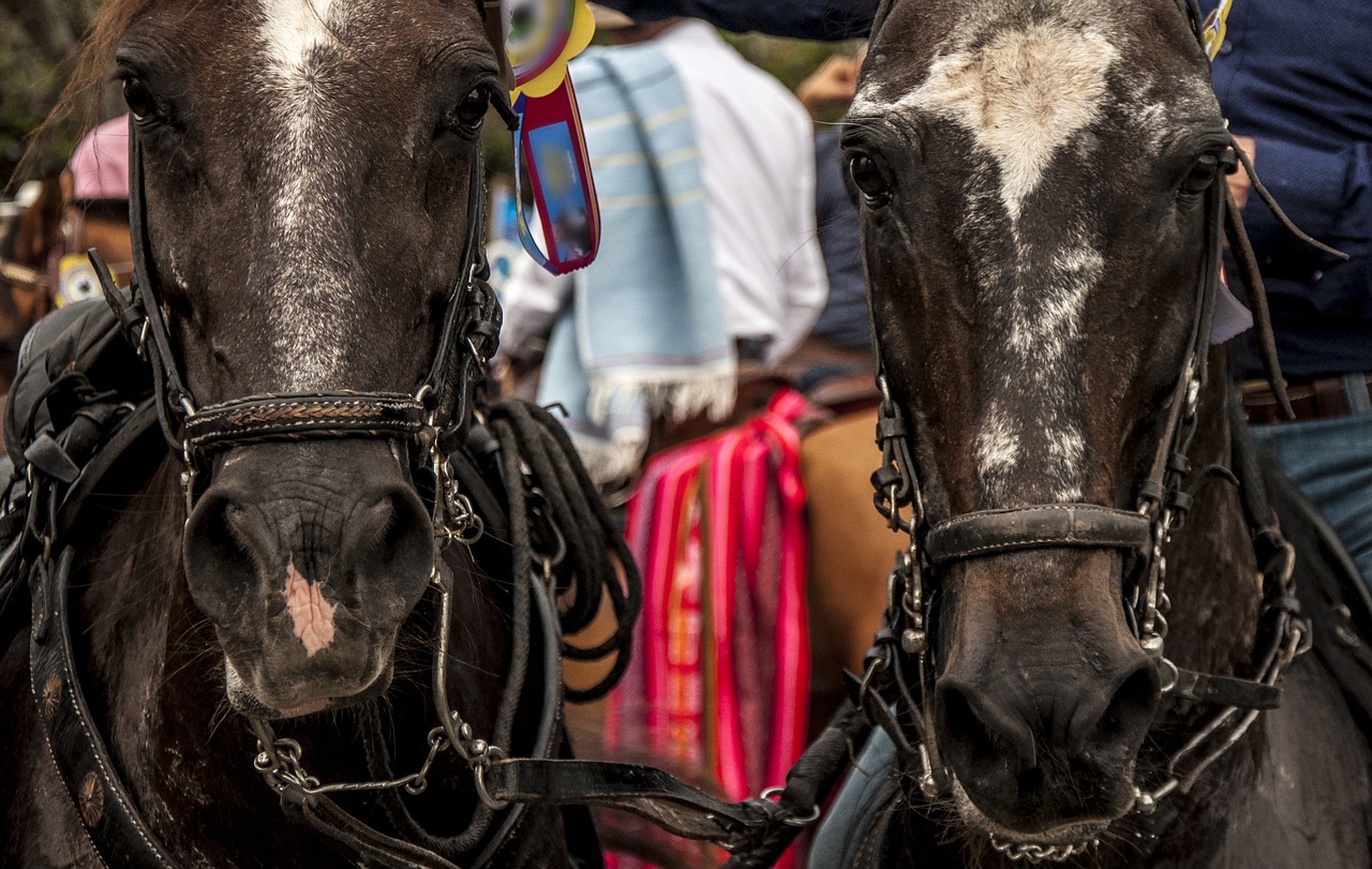 horses ride horses throw free photo