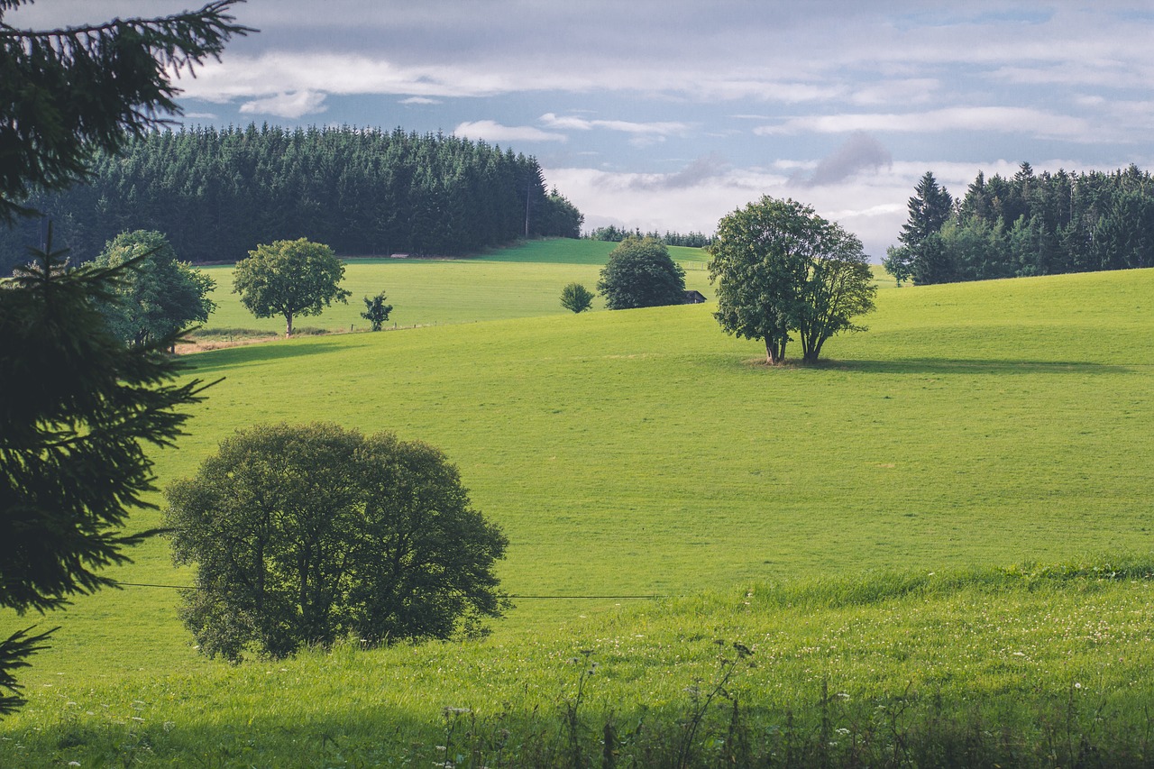 nature landscape meadow free photo