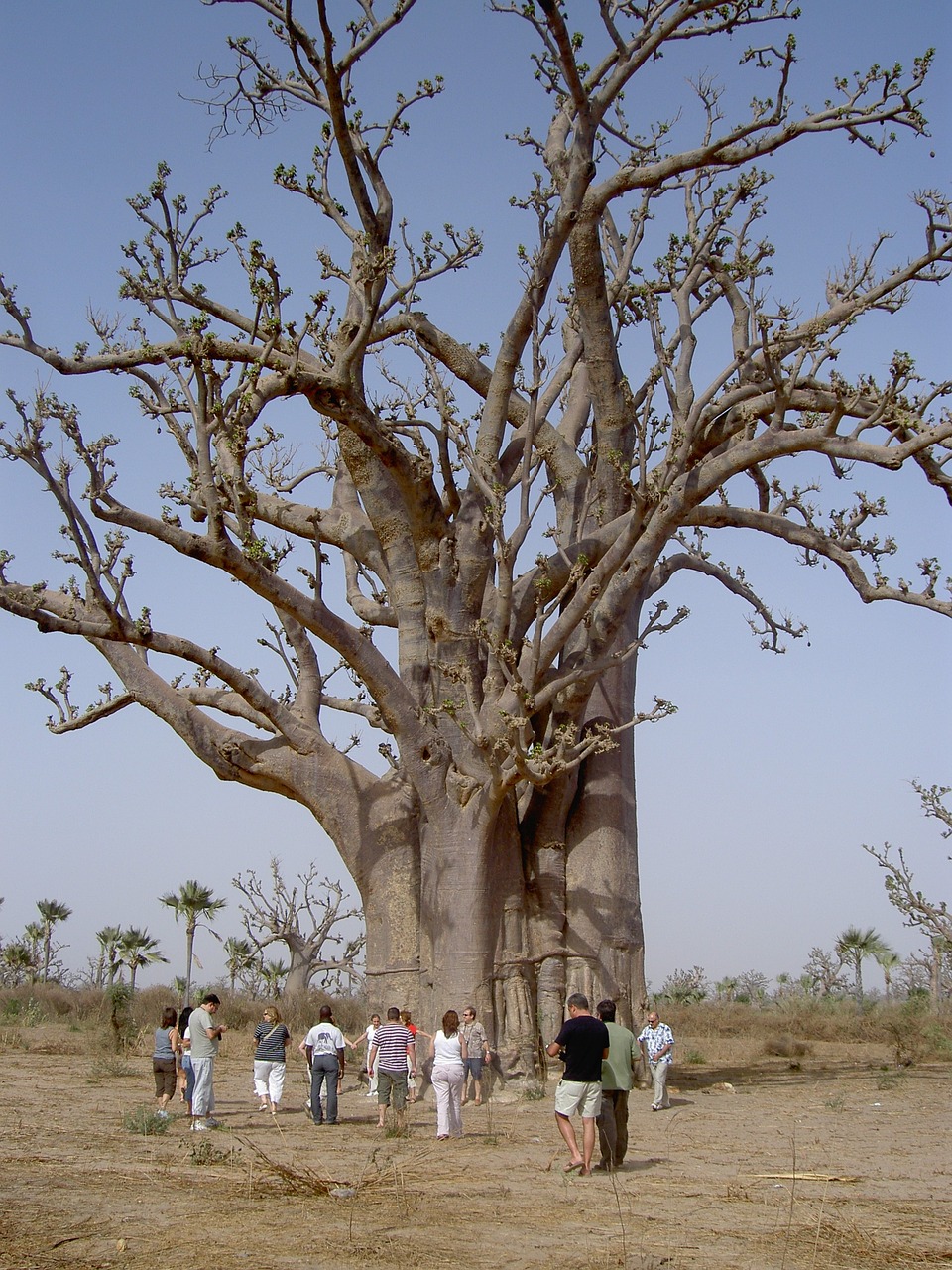 nature baobab senegal free photo
