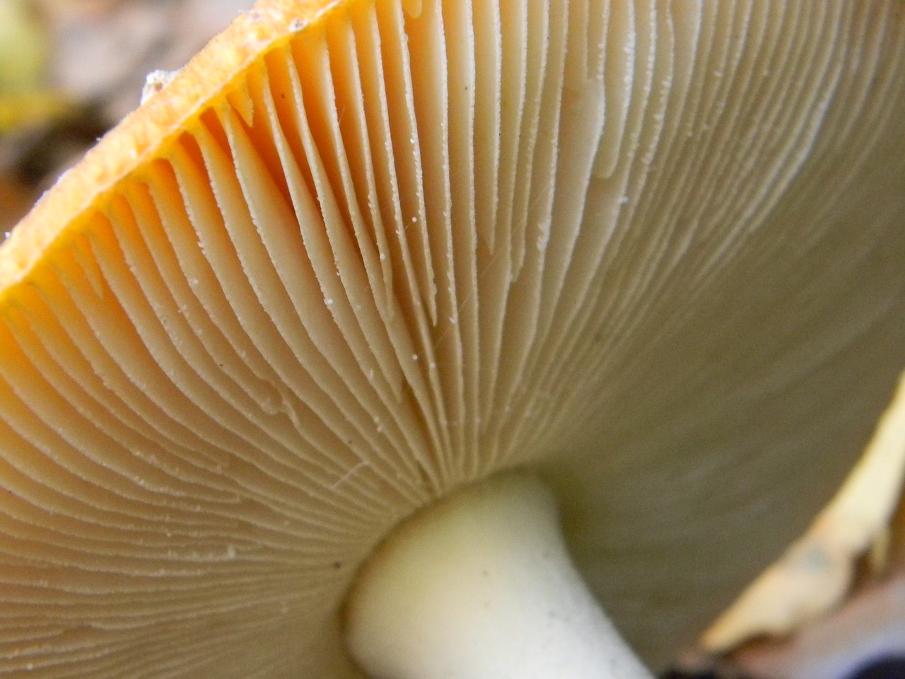 mushrooms autumn mushroom hooks free photo