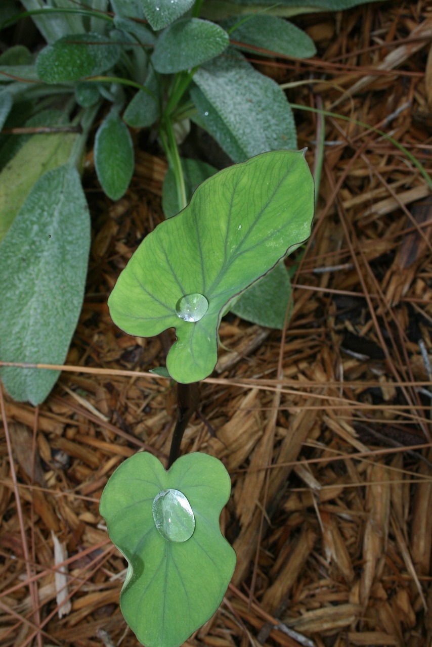 nature leaf green free photo