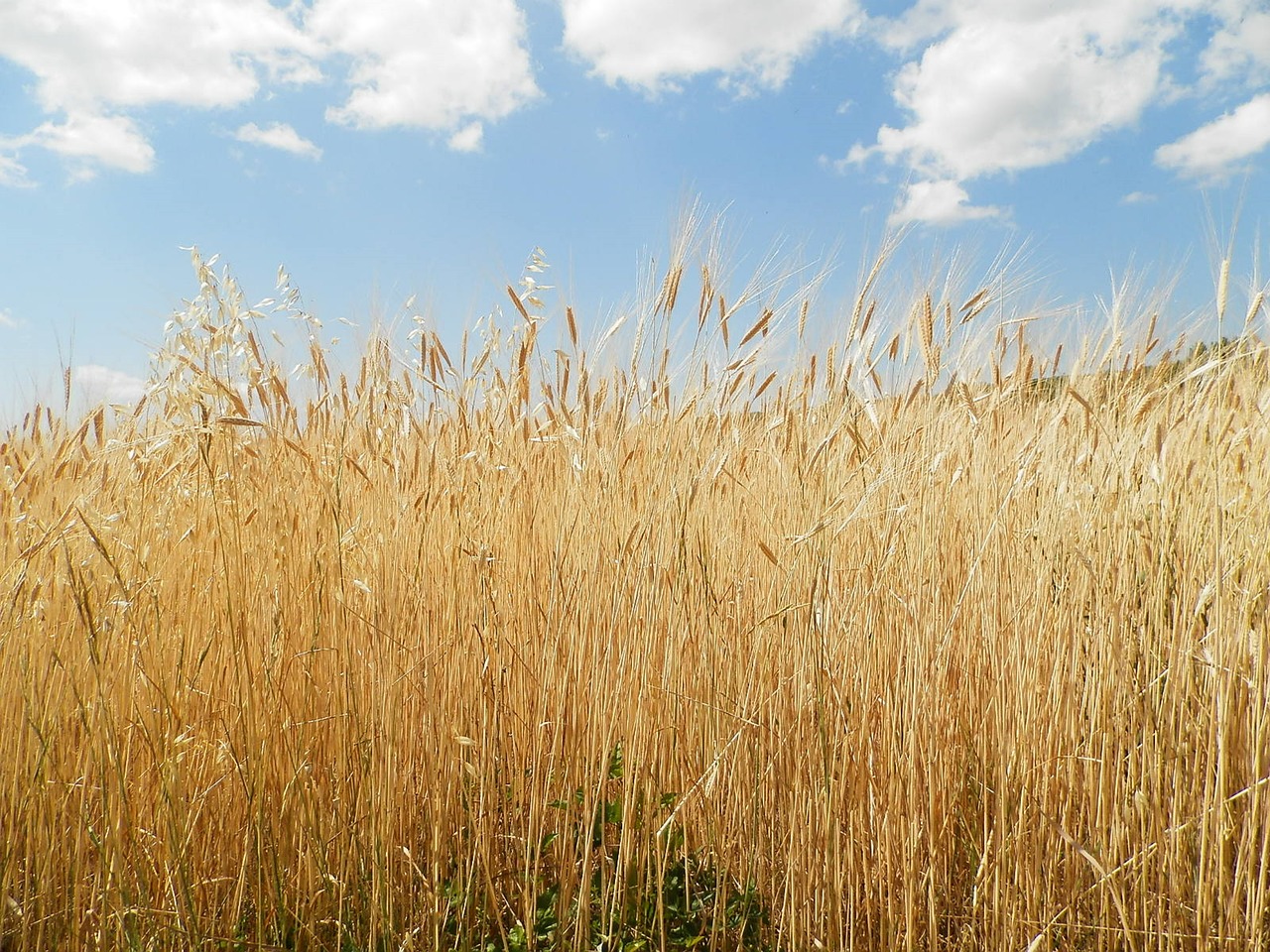 nature field sky free photo