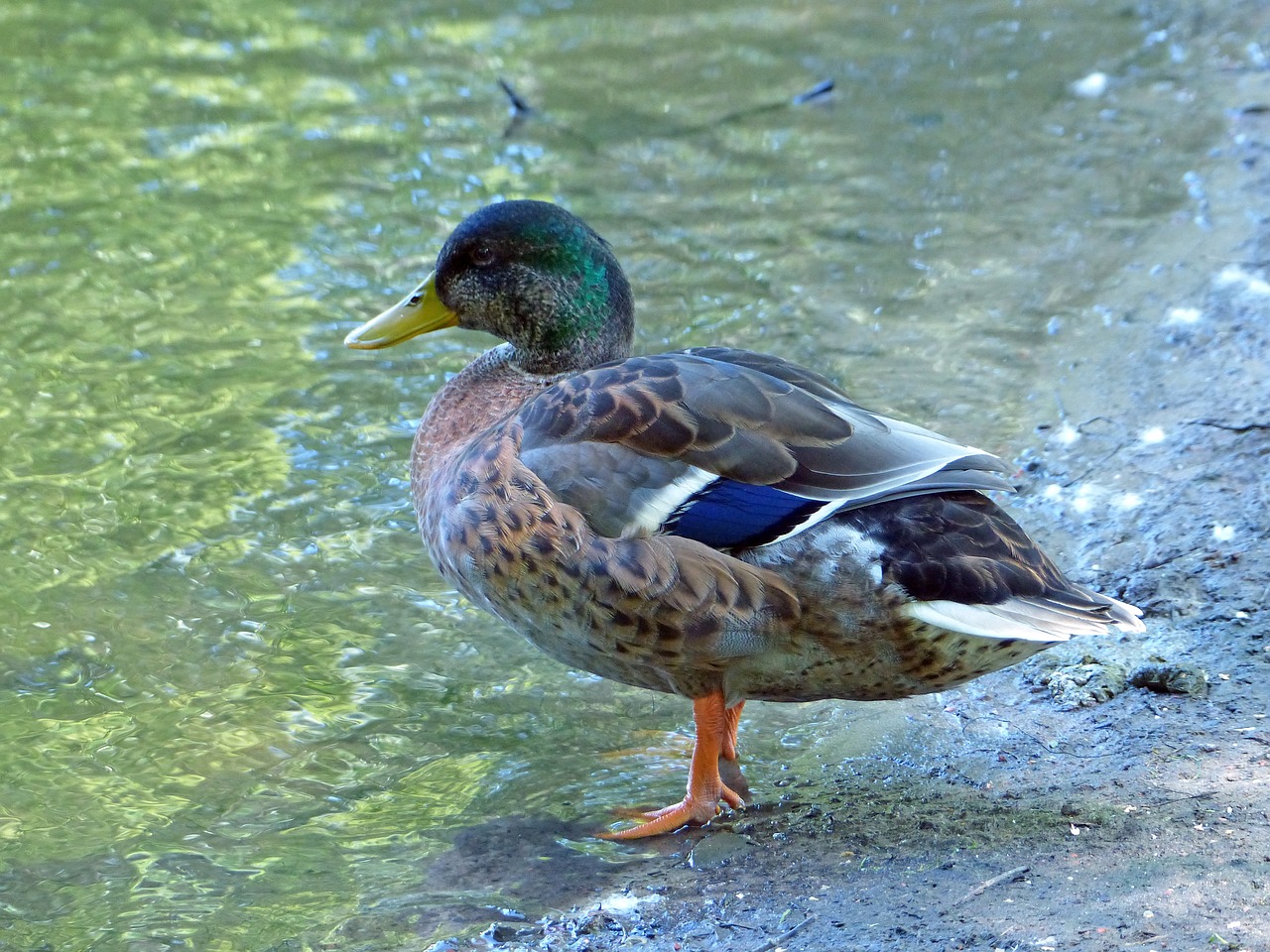 nature birds duck free photo