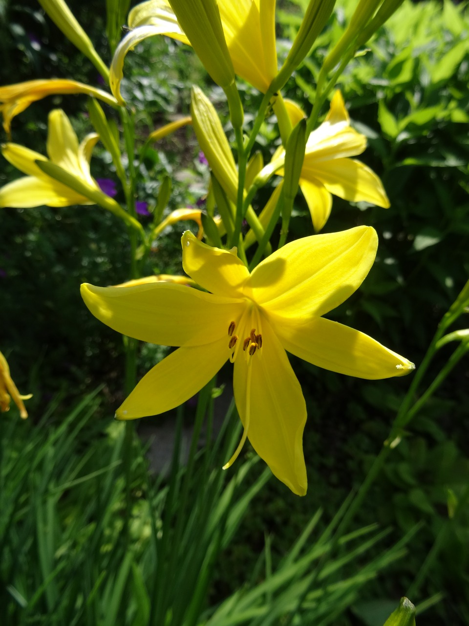 lily nature blossom free photo