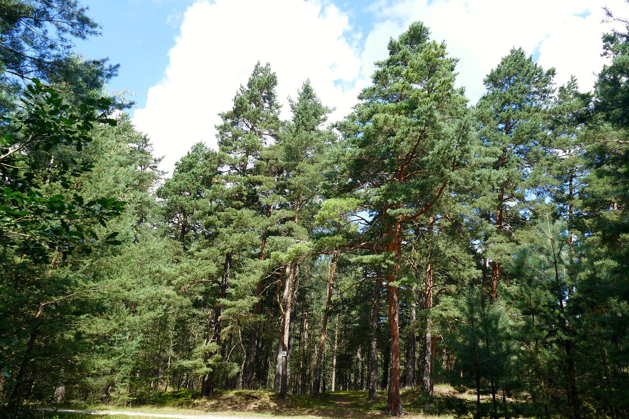 nature forest trees free photo