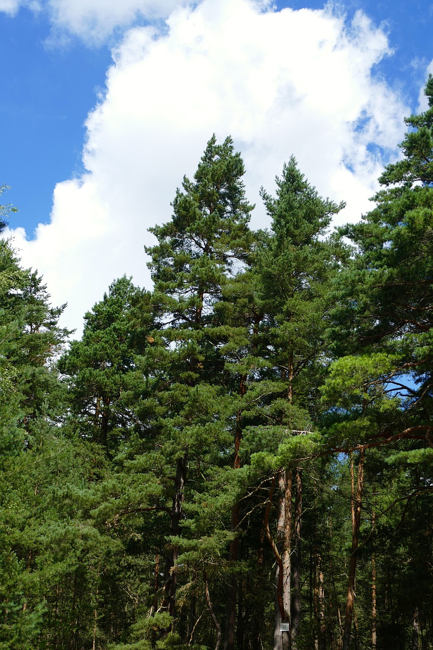 nature forest trees free photo