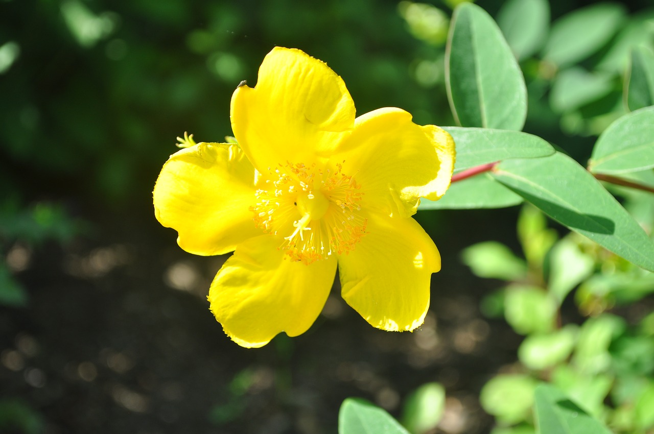 nature yellow flower close free photo