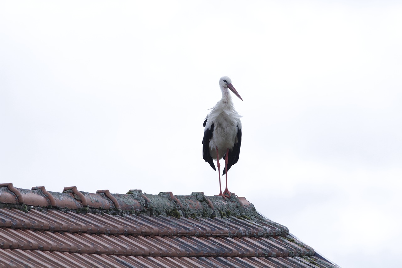 nature birds stork free photo