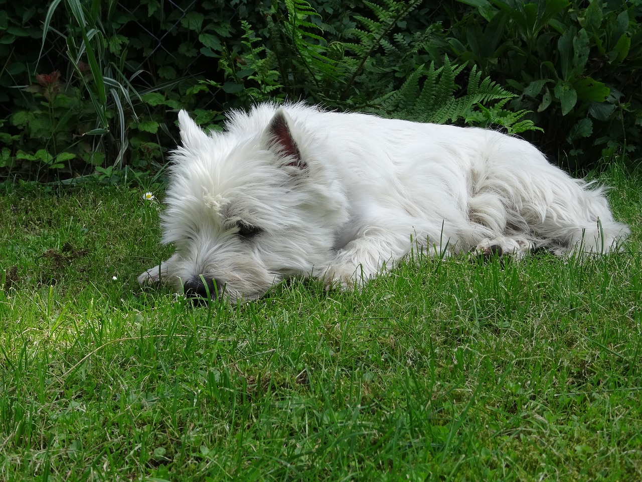 nature meadow dog free photo