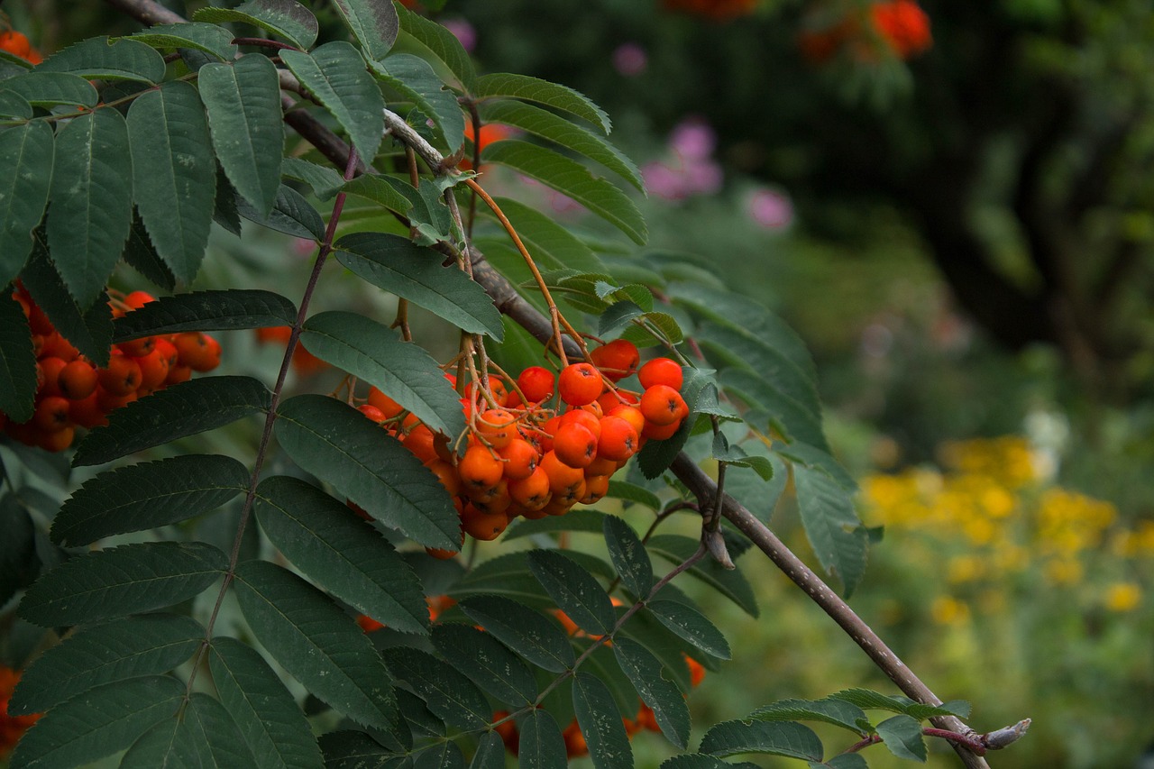 nature green red free photo