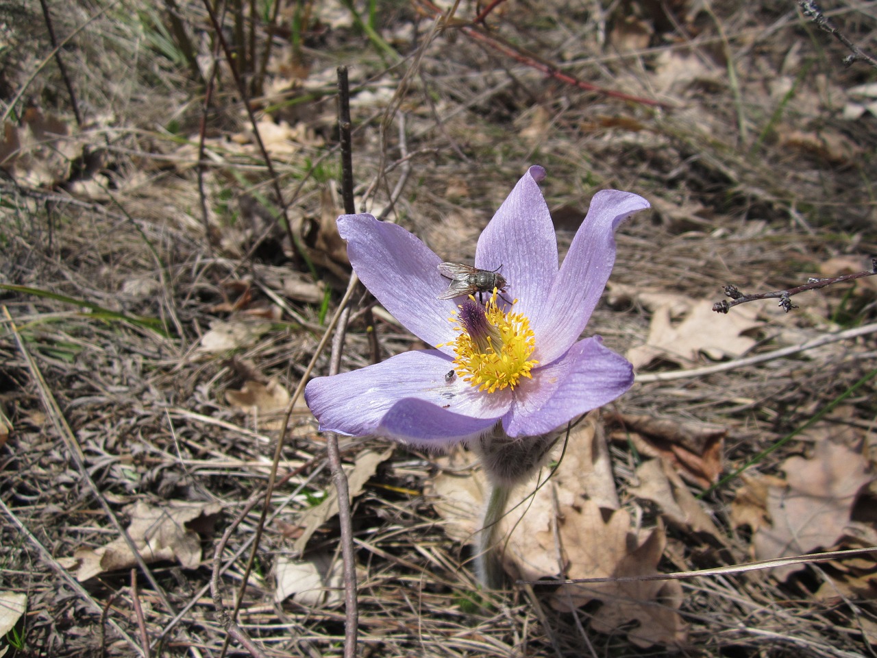 nature jaro flowers free photo