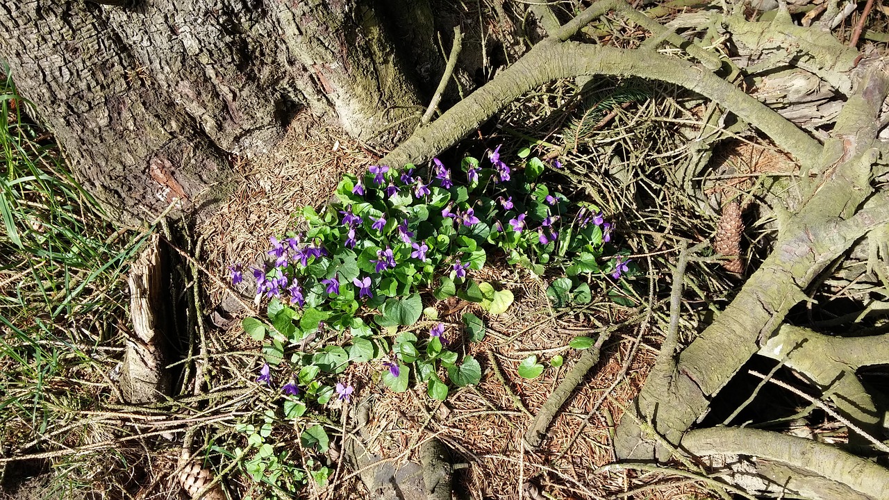 nature flowers violet free photo