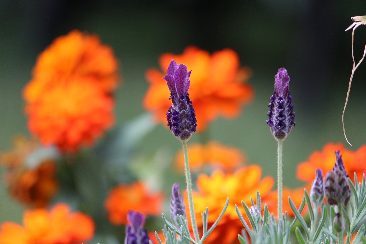 nature purple lavender free photo