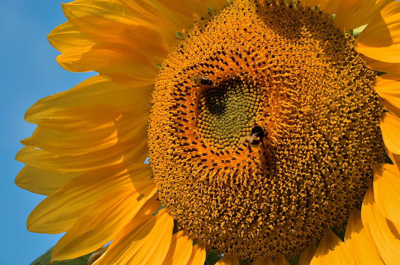 nature flower sunflower free photo