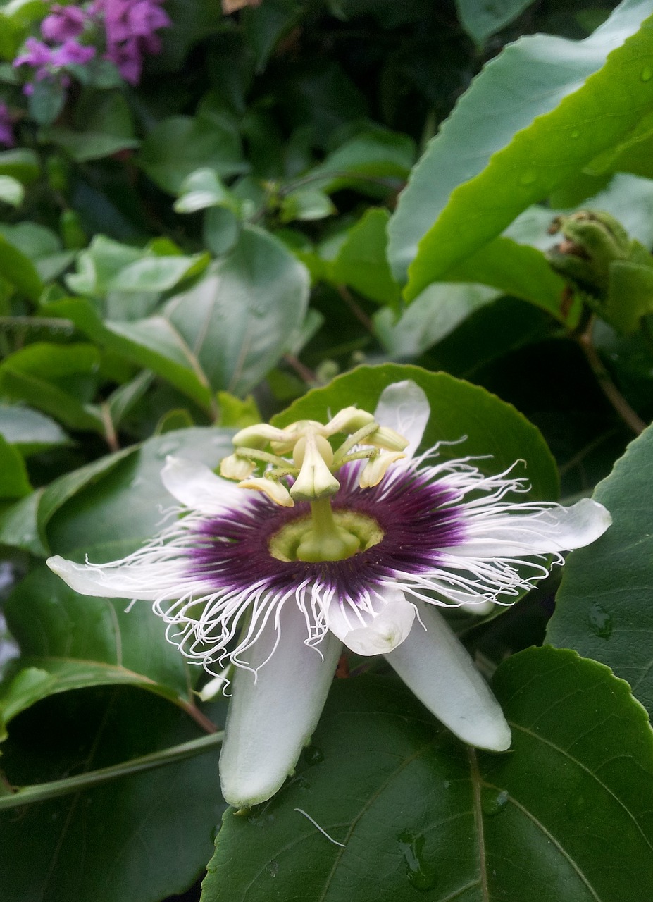 passion flower nature flower free photo
