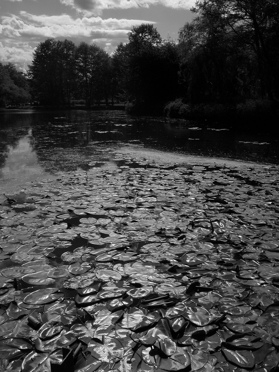 nature water pond free photo