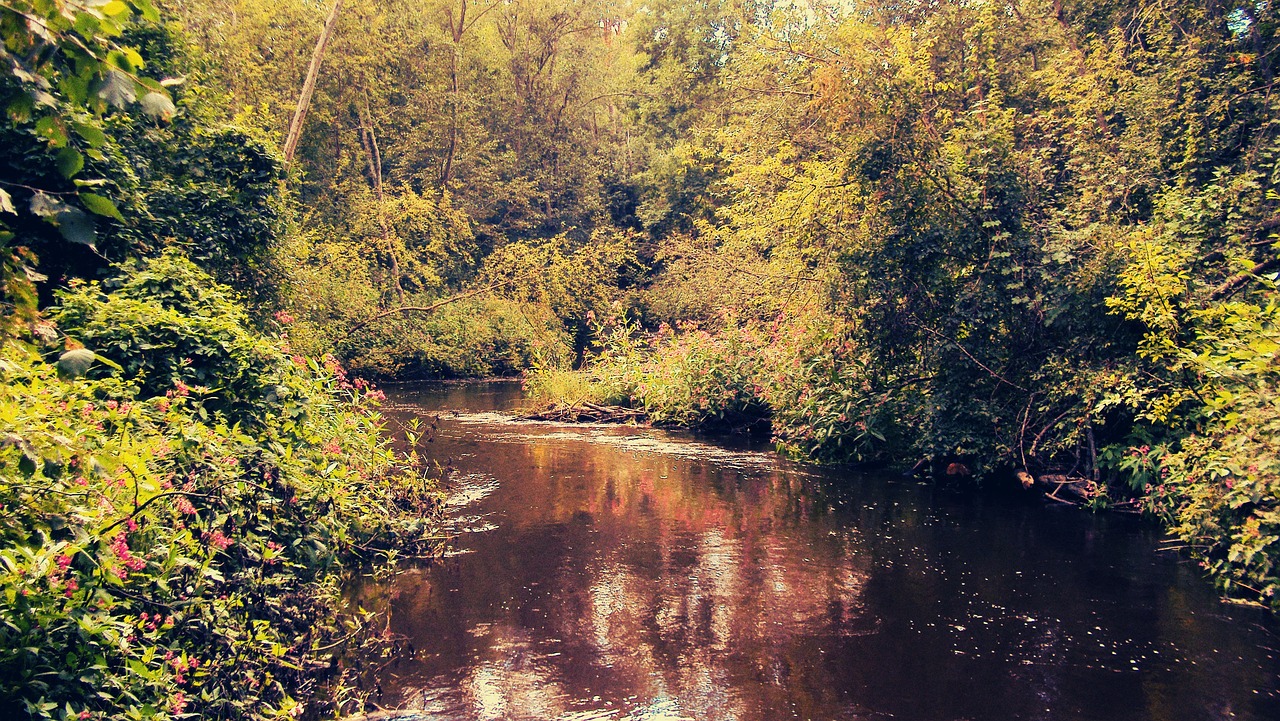 nature forest lake free photo