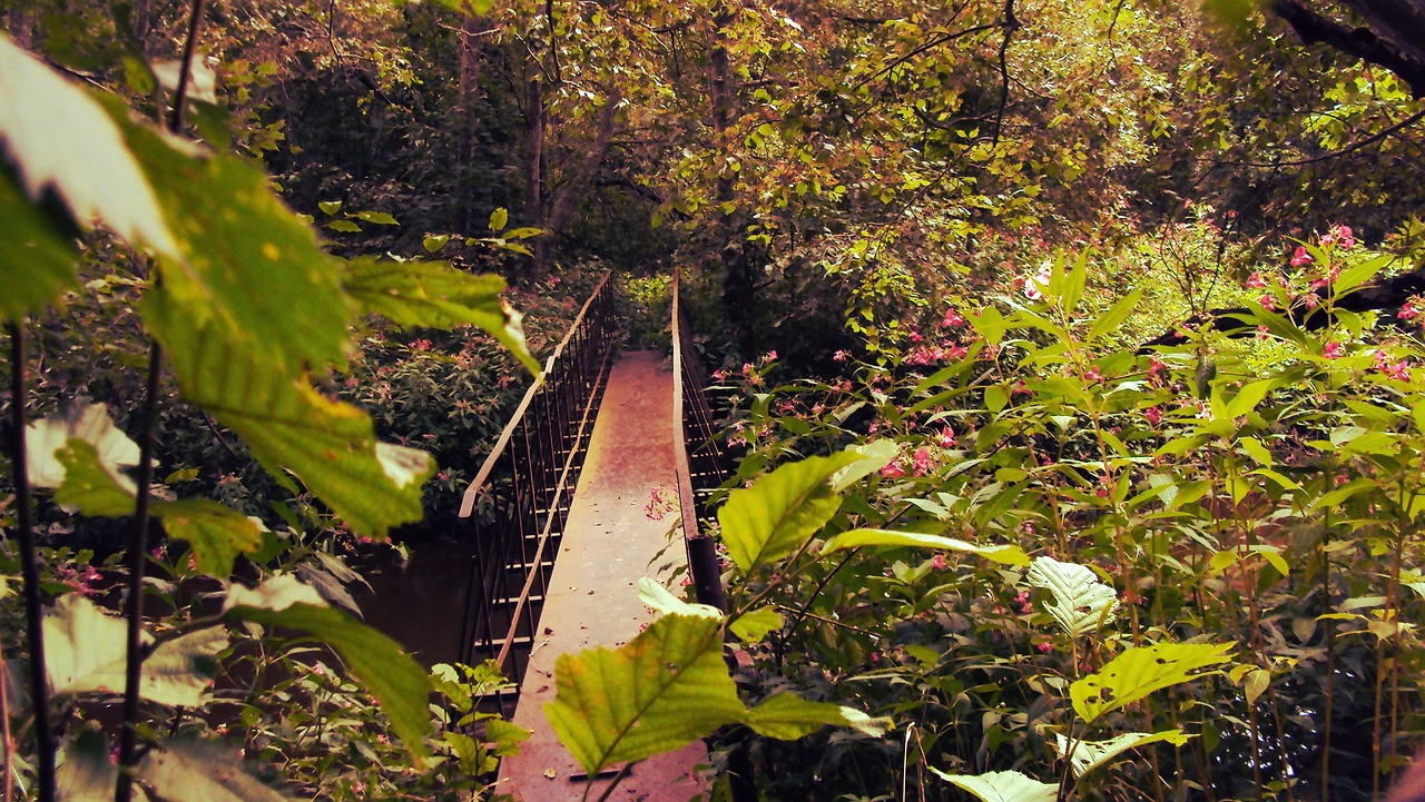 nature bridge landscape free photo