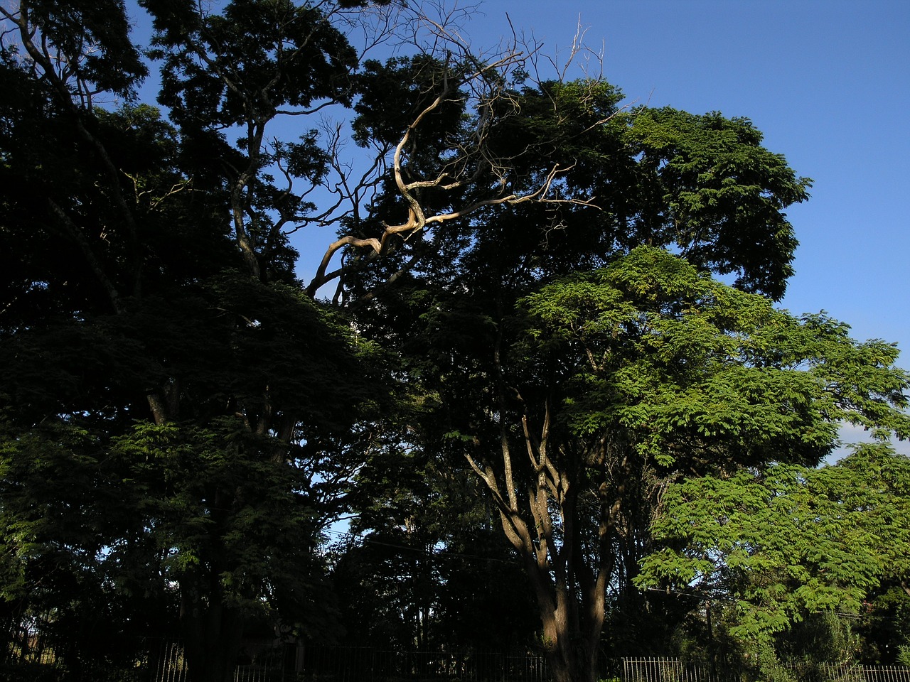 nature tree shadow free photo