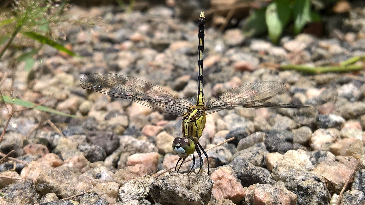 nature dragonfly forest free photo