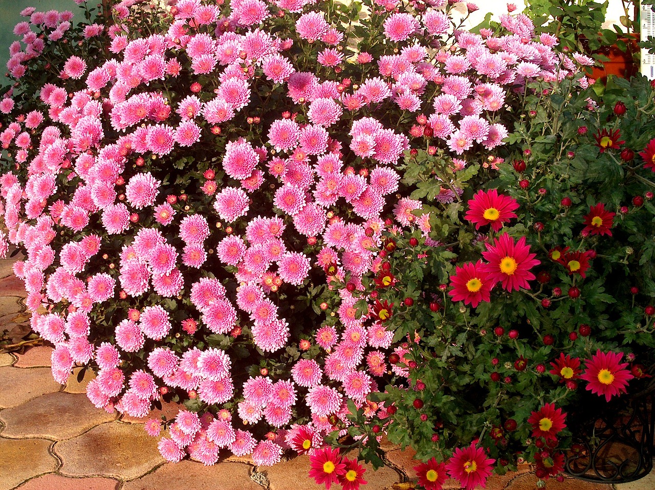 nature chrysanthemum flower pink free photo