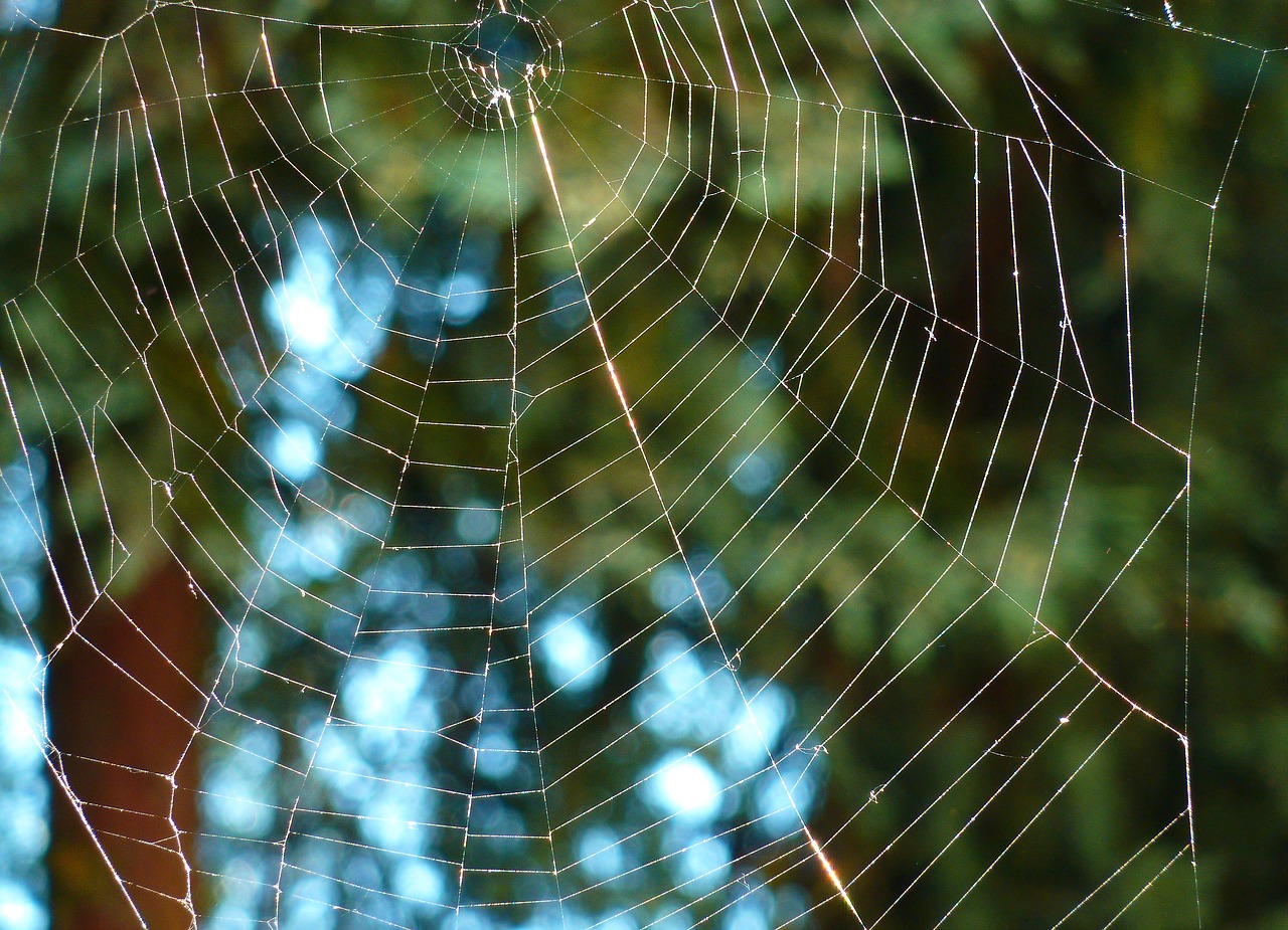 nature network spider free photo