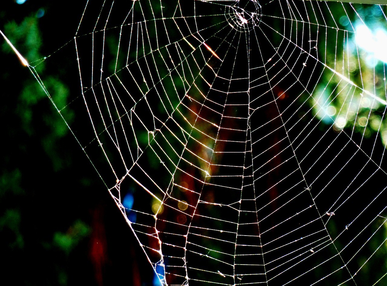 nature network spider free photo