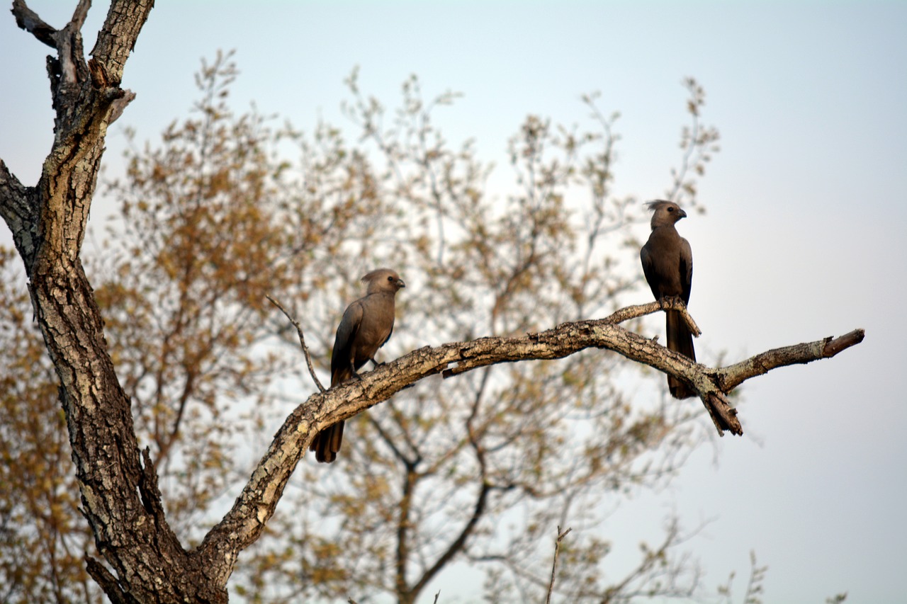 nature wild life africa free photo