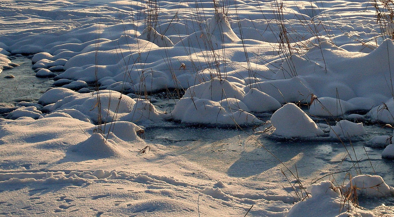 nature winter snow free photo