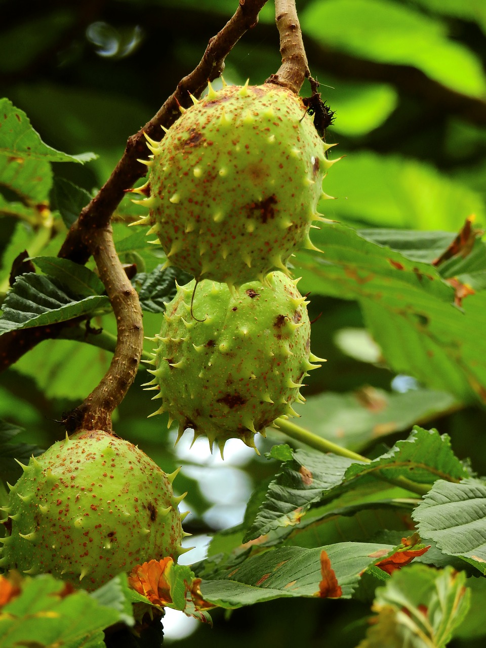 nature chestnut spur free photo