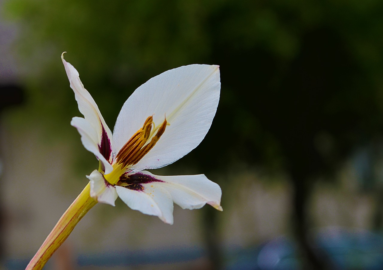 nature flower white free photo