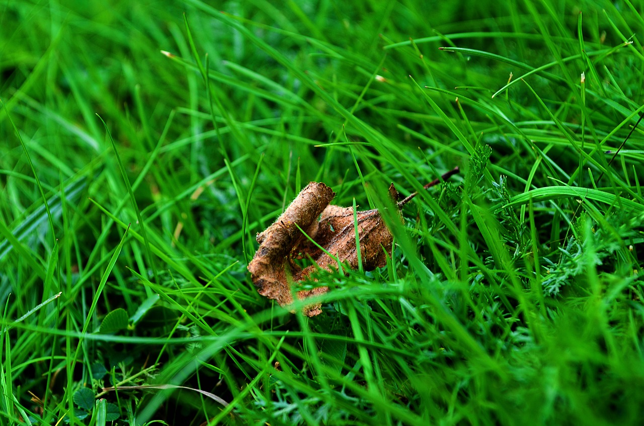 nature grass sheet free photo