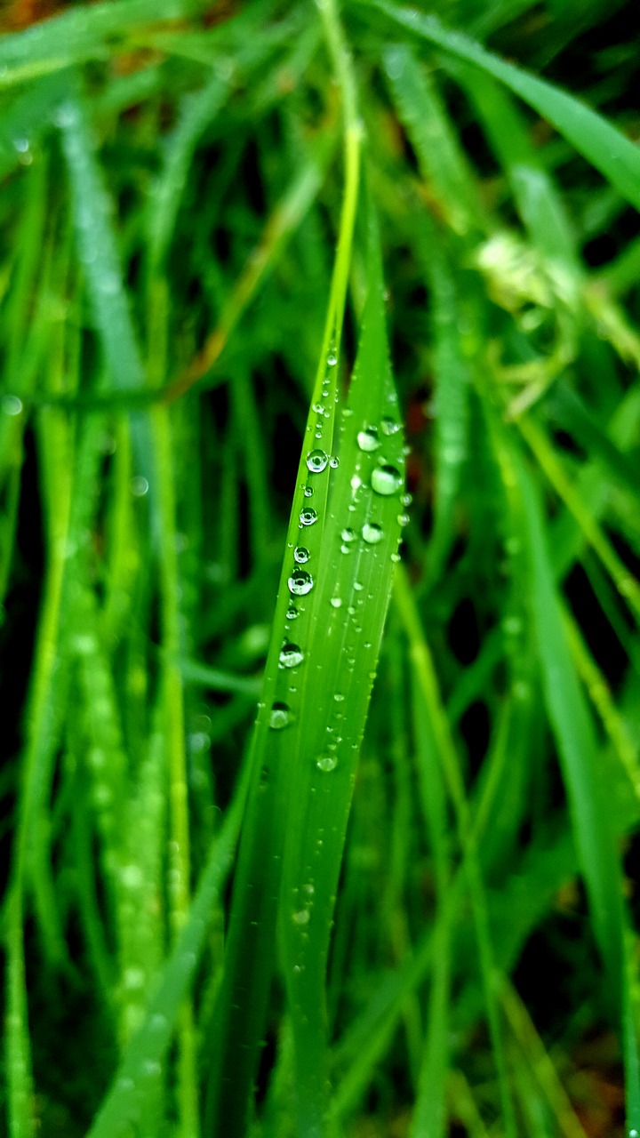 nature grass green free photo