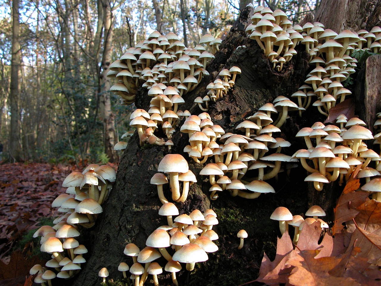 mushroom nature autumn free photo