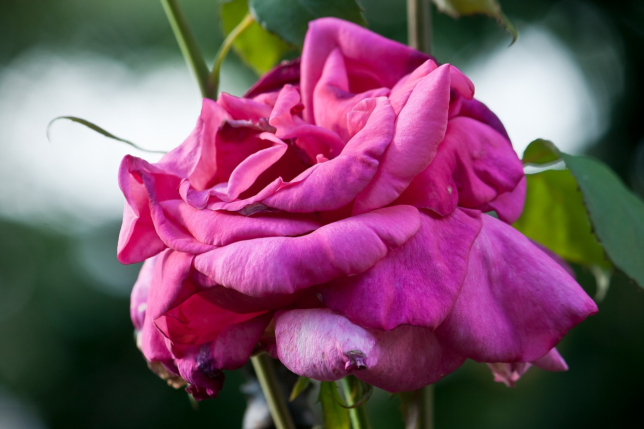 nature flower red rose free photo