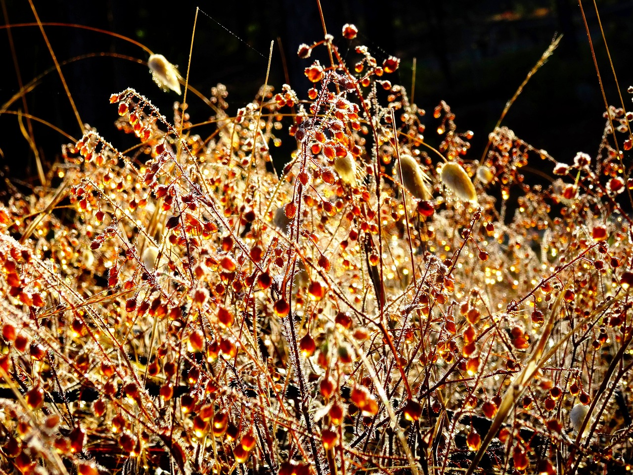 nature plant morgentau free photo